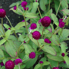 Plant Photo 6