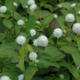 Plant Photo 7