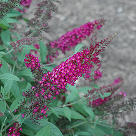 Plant Photo 10