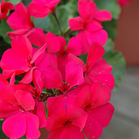 Plant Photo 4