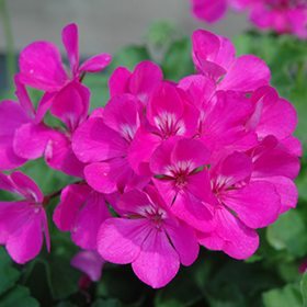 Plant Photo 8