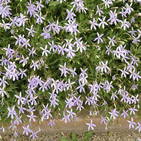 Plant Photo 10