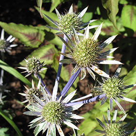 Plant Photo 3