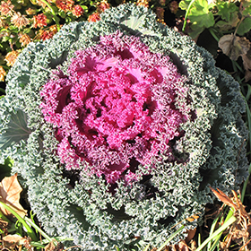 Plant Photo 2