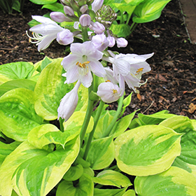 Plant Photo 5