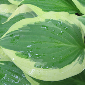 Plant Photo 2