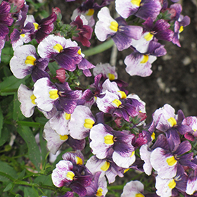 Plant Photo 6
