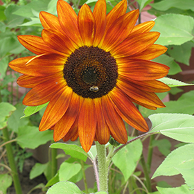 Plant Photo 1