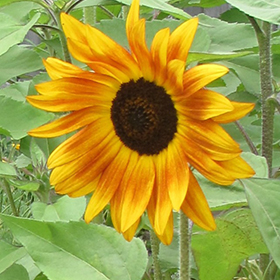 Plant Photo 9