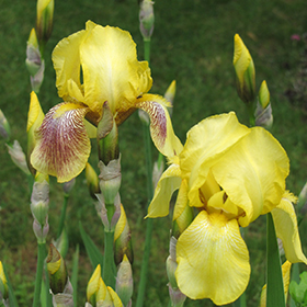 Plant Photo 2