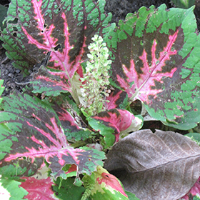 Plant Photo 1