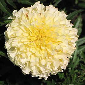 Plant Photo 6