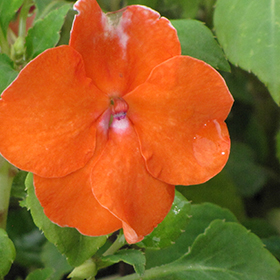 Plant Photo 10