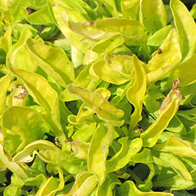Plant Photo 10