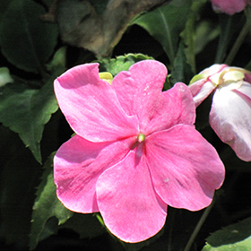 Plant Photo 9
