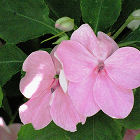 Plant Photo 6