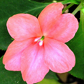 Plant Photo 5