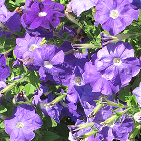 Plant Photo 2