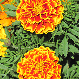 Plant Photo 9