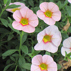 Plant Photo 4