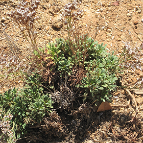 Plant Photo 5
