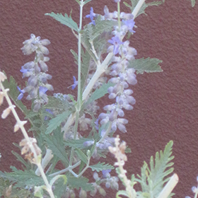 Plant Photo 1