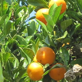 Plant Photo 4
