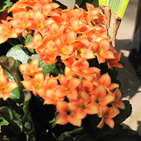 Plant Photo 2