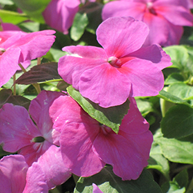 Plant Photo 7