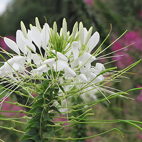 Plant Photo 9