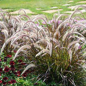 Plant Photo 4