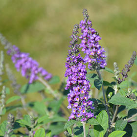 Plant Photo 6