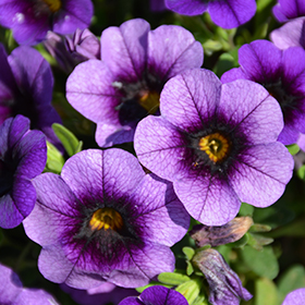 Plant Photo 4
