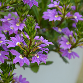 Plant Photo 10