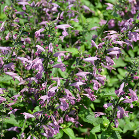 Plant Photo 3