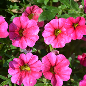 Plant Photo 2