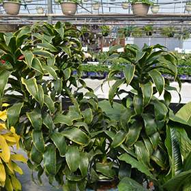 Plant Photo 9