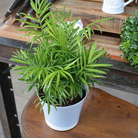 Plant Photo 1