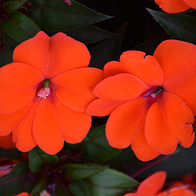 Plant Photo 7