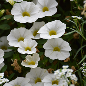 Plant Photo 4