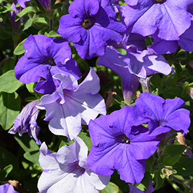 Plant Photo 4