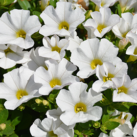 Plant Photo 2