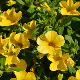 Plant Photo 6