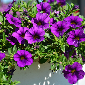 Plant Photo 4