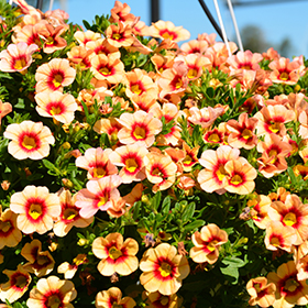 Plant Photo 7