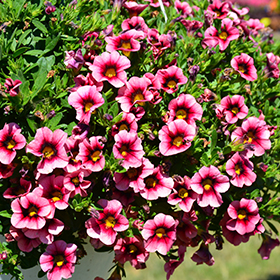 Plant Photo 8