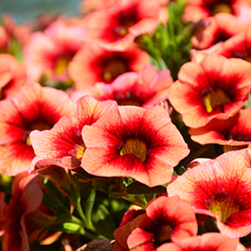 Plant Photo 10