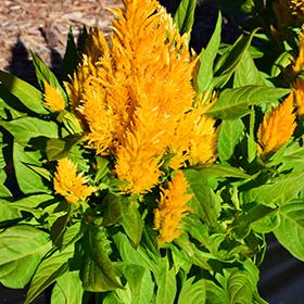 Plant Photo 2
