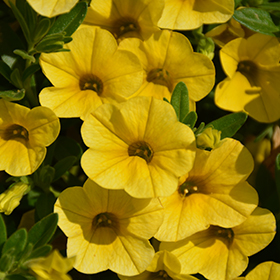Plant Photo 3