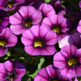 Plant Photo 5